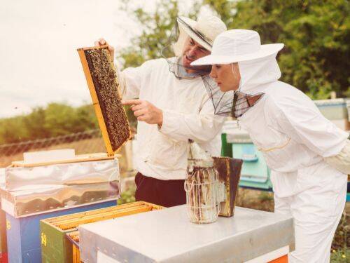 Zalety pszczelarstwa i ekologicznej produkcji miodu